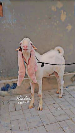 2dhant