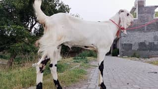 khassi | Bakra | بکرا | Donda | Goat | Desi Goat | Qurbani Goat