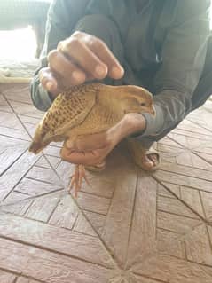 Breeder irani pair for sale