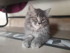 Persian cat for sale