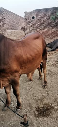 Qurbani