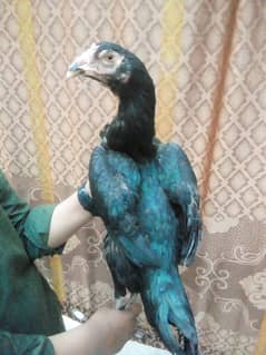 pure sindhi aseel birds