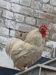 bantam