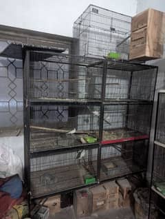 love bird crimino decino fawn java