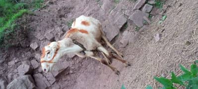 dumba for sale