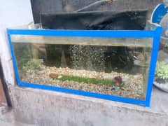fish aquarium