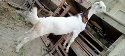 goat for sell