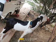 qurbani