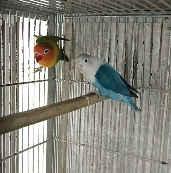 some  confirm split pf  birds in readable rates 0