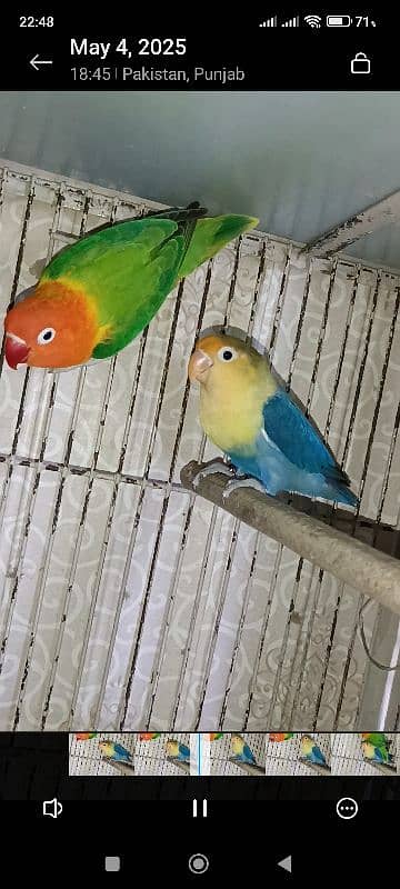 some  confirm split pf  birds in readable rates 1