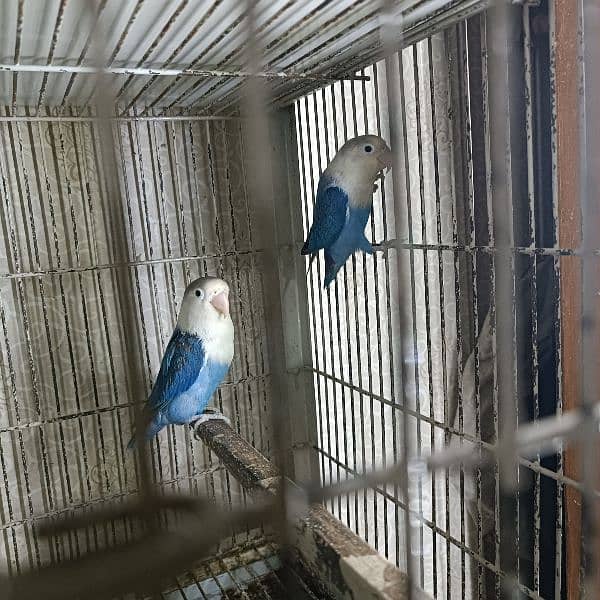 some  confirm split pf  birds in readable rates 2