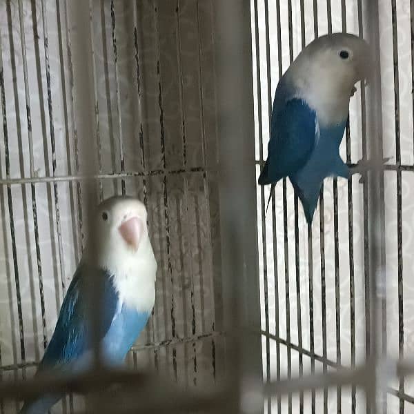 some  confirm split pf  birds in readable rates 3