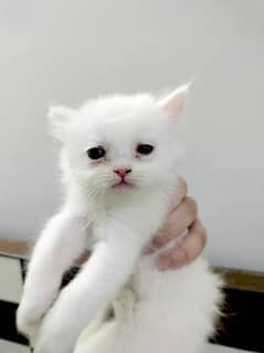 Persian
