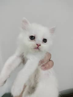 Persian