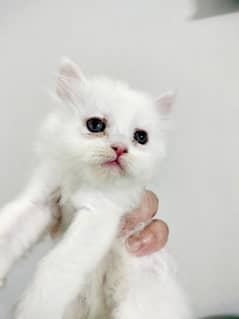 Persian