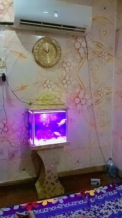 fish