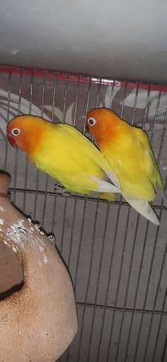Lovebird