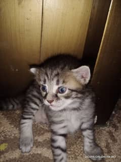 Turkish cat 4  baby kittens