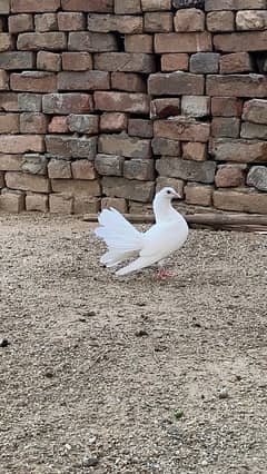 pigeons