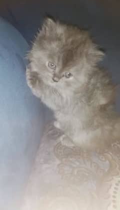 GRAY & SILVER COLOR,HIGH QUALITY BAHLU BABY KITTEN,DELIVERY AVAILABLE