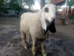 sheep