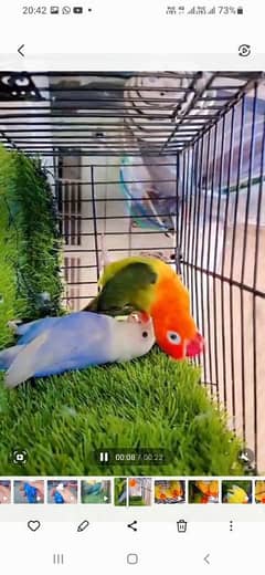 love birds