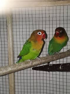 green fisher lovebirds