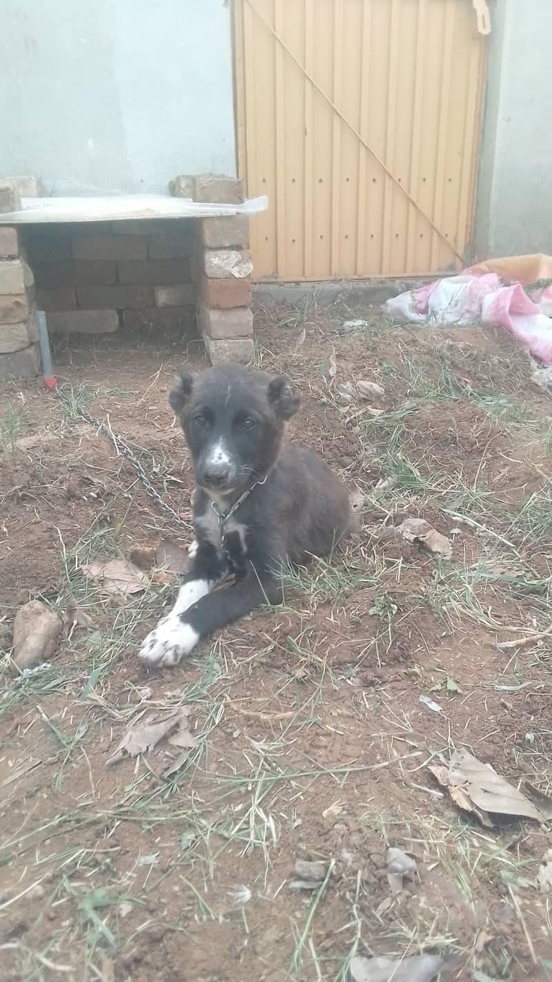 Afghan kuchi and alabai mix breed 02 females puppy available for sale 7