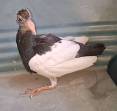 Danish Chick for sale