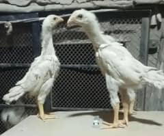 king size/black shamo chicks/high quality/white shamo/aseel chicks