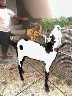 khasi