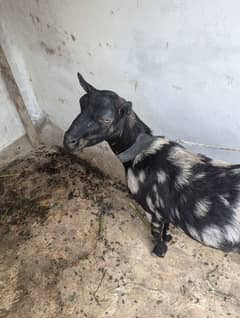 Teddi bakri for sale zero size