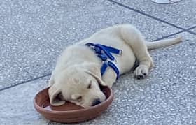 Labrador for sale