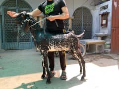 Qurbani