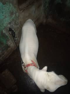 Dumba
