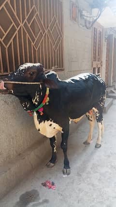 quarbani ka liya cow available