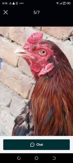 mianwali