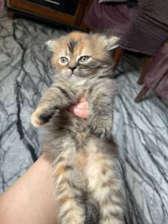 Tabby Playful Kitten Available