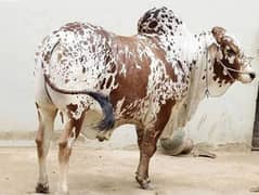 Ijtemai Qurbani 2025