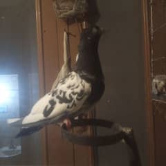 pgions breeder pair