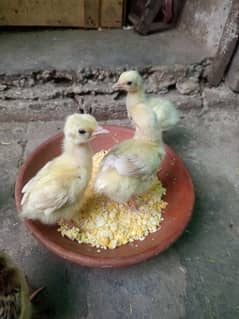 Peacock chicks
