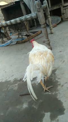 heera