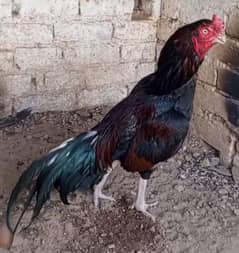 lakha