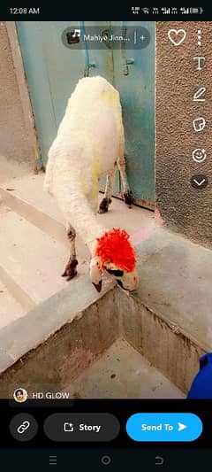qurbabni