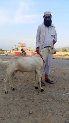 Qurbani Donda Bakra