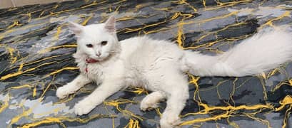 Persian Female Cat