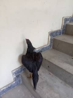 Aseel mushka murga