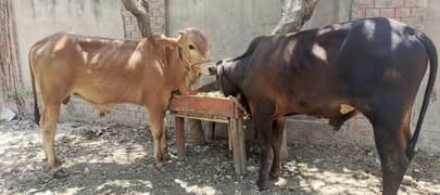 qurbani