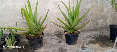 Aloe