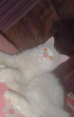 white persian cat